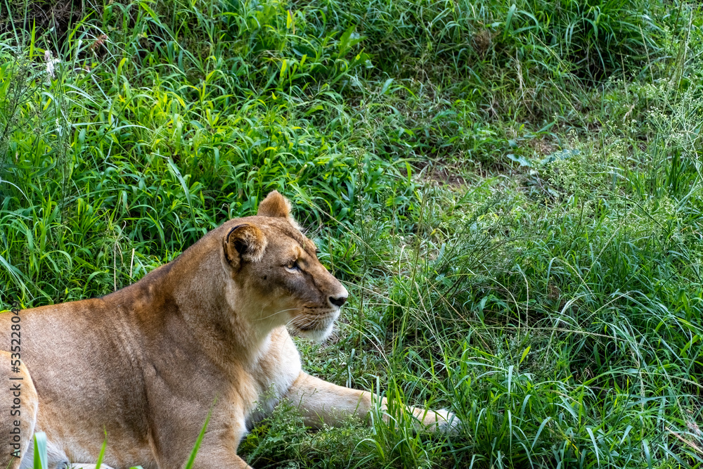 Panthera leo, lioness sitting on the grass resting, guadalajara zoo, mexico Panthera leo, lioness sitting on the grass resting, guadalajara zoo, mexico