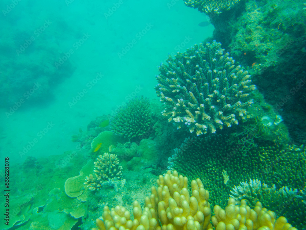 coral on the great barrier reef in queensland australia coral on the great barrier reef in queensland australia