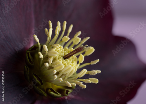 macro photo of yellow stamens and pistil of a purple flower