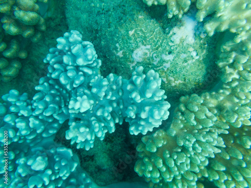 coral on the great barrier reef in queensland australia