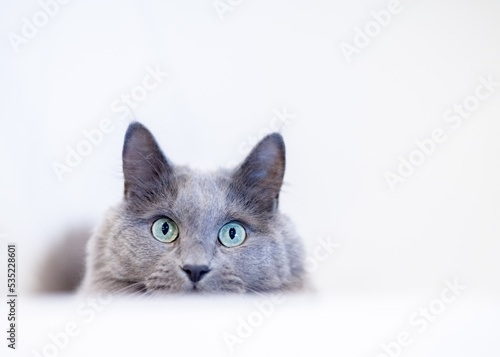 Portrait of a gray cat with beautiful green eyes, white background