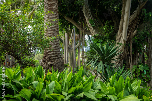 tropical jungle or botanical garden