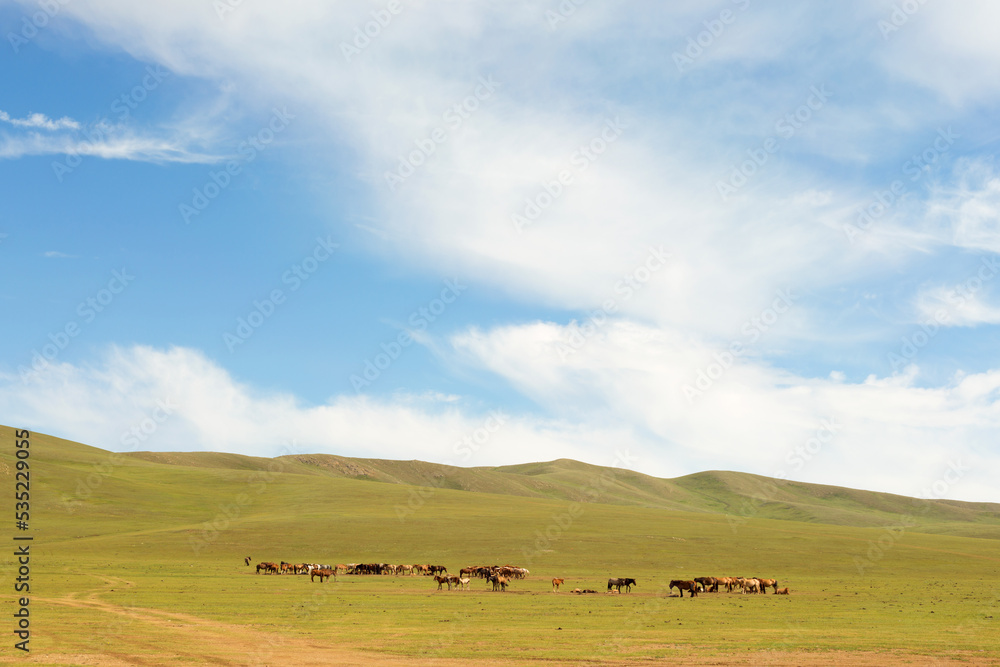 Herd of horses in the pasture in the steppe