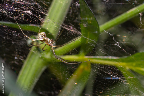 Natural Linyphia Triangularis Spider, summer sunny day natural environment. Macro Photo photo