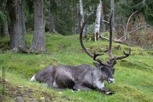 Reindeer in woods