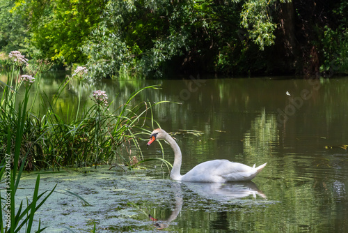 Mute swan Cygnus olor gliding across a river. summer sunny day natural environment