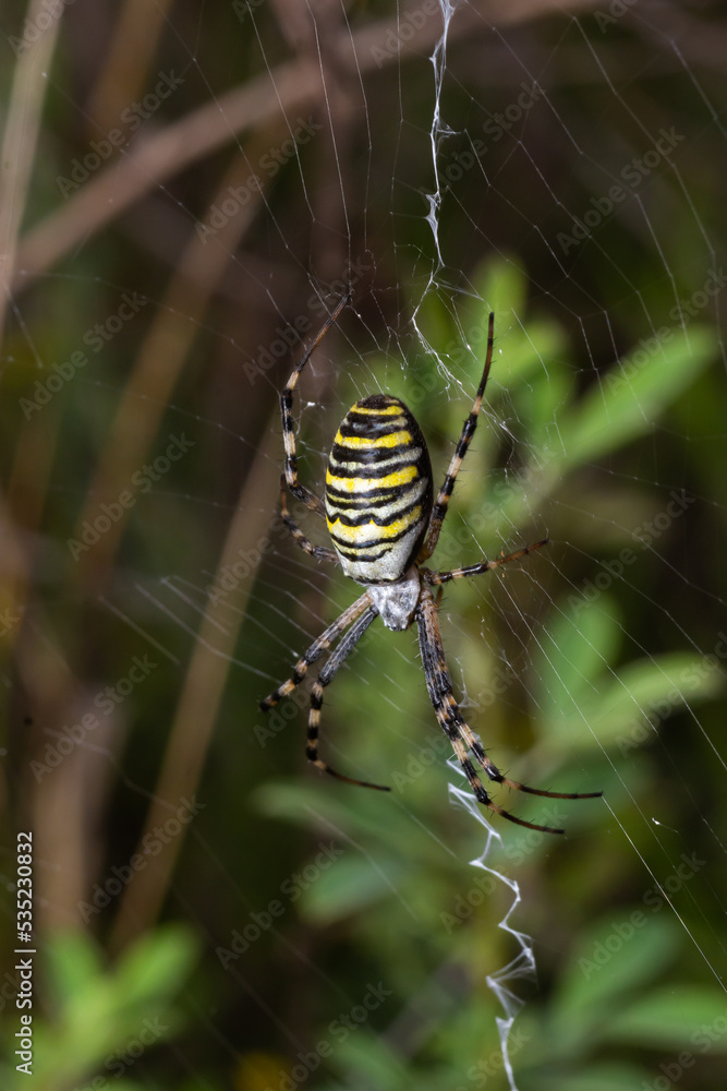 Spider wasp. Spider Argiope bruennichi on web on a green background. Close-up Spider wasp. Spider Argiope bruennichi on web on a green background. Close-up