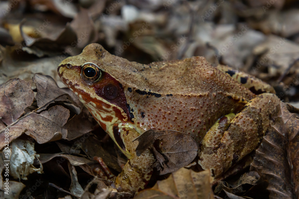 Common frog or grass frog Rana temporaria brown leaves Common frog or grass frog Rana temporaria brown leaves
