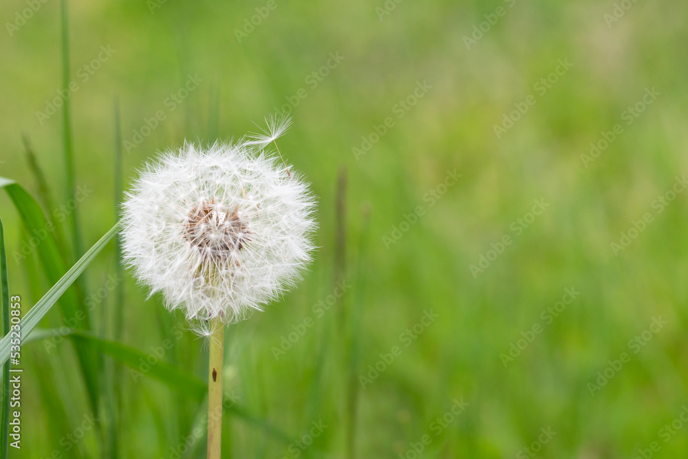 Closed Bud of a dandelion. Dandelion white flowers in green grass. Closed Bud of a dandelion. Dandelion white flowers in green grass.