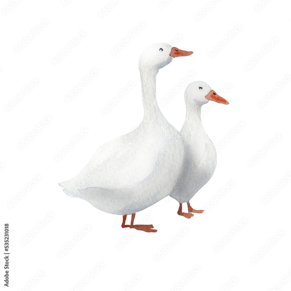 Watercolor hand drawn goose. Farm illustaration Watercolor hand drawn goose. Farm illustaration