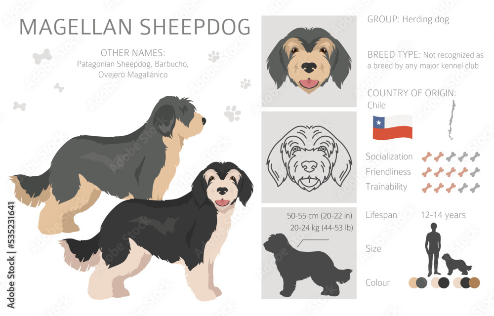 Magellan Sheepdog clipart. All coat colors set.  All dog breeds characteristics infographic