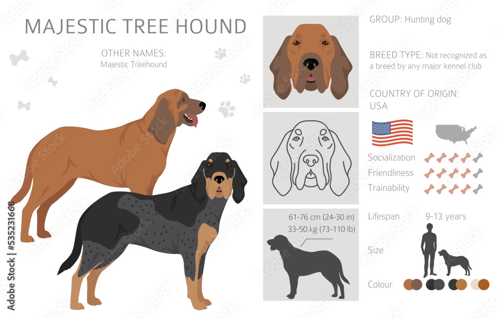 Majestic tree hound clipart. All coat colors set.  All dog breeds characteristics infographic