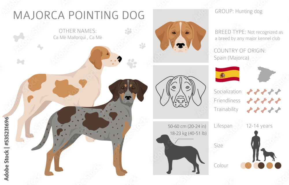 Majorca Pointing dog clipart. All coat colors set.  All dog breeds characteristics infographic