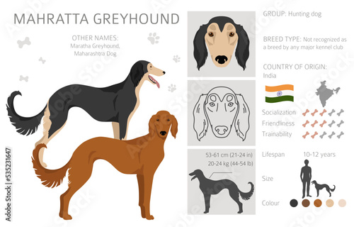 Mahratta greyhound clipart. All coat colors set.  All dog breeds characteristics infographic