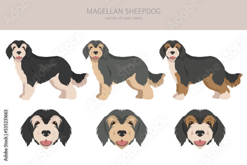 Magellan Sheepdog clipart. All coat colors set.  All dog breeds characteristics infographic