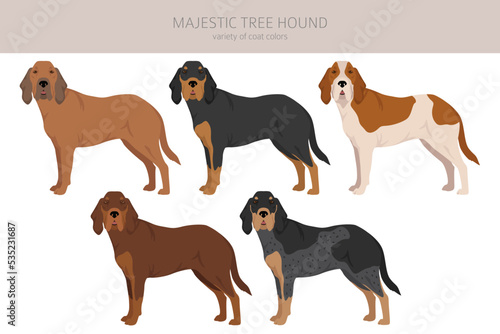 Majestic tree hound clipart. All coat colors set.  All dog breeds characteristics infographic