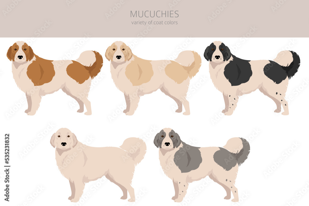 Mucuchies clipart. All coat colors set.; All dog breeds characteristics infographic