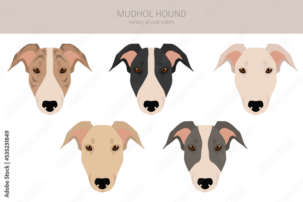 Mudhol hound clipart. All coat colors set.; All dog breeds characteristics infographic Mudhol hound clipart. All coat colors set.; All dog breeds characteristics infographic