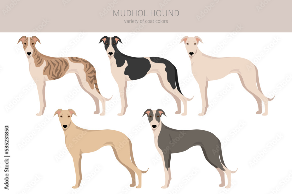 Mudhol hound clipart. All coat colors set.; All dog breeds characteristics infographic
