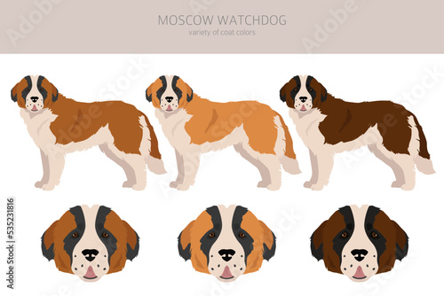 Moscow Watchdog clipart. All coat colors set.  All dog breeds characteristics infographic