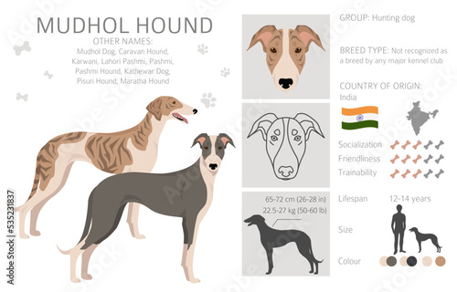 Mudhol hound clipart. All coat colors set.; All dog breeds characteristics infographic