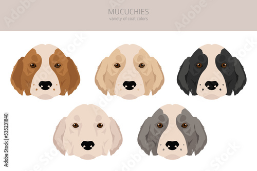 Mucuchies clipart. All coat colors set.; All dog breeds characteristics infographic photo