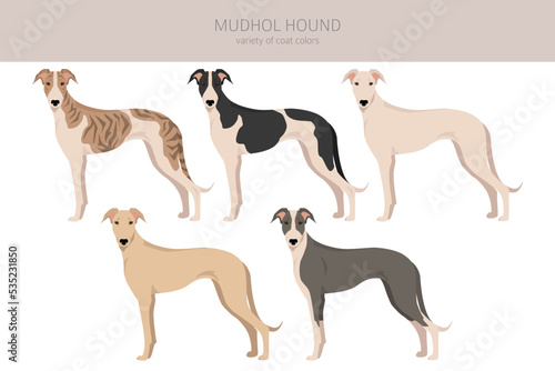 Mudhol hound clipart. All coat colors set.; All dog breeds characteristics infographic