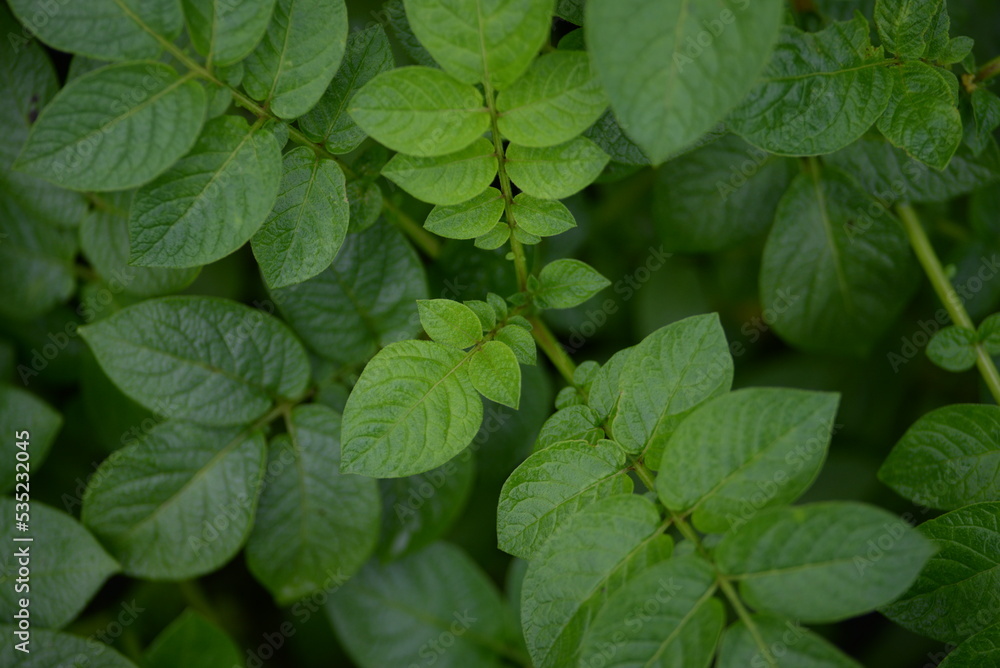 potato bushes, green young leaves potato close-up, leaf veins, stems of a nightshade plant, against the background of black soil, background, organic vegetable garden bush of potato leaves close-up,
potato bushes, green young leaves potato close-up, leaf veins, stems of a nightshade plant, against the background of black soil, background, organic vegetable garden bush of potato leaves close-up,