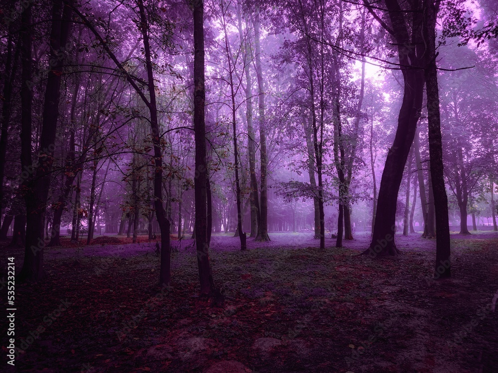 Mysterious woods in the morning mist. Autumn forest in thick fog in purple tones. Foggy mystical landscape.