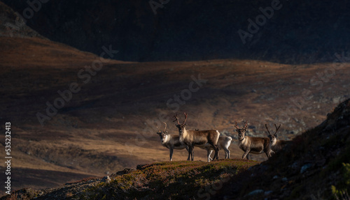 Photography reindeer in the mountains