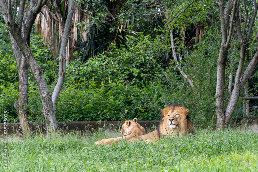 Naklejka premium lion and lioness sitting resting on the grass, zoo mexico