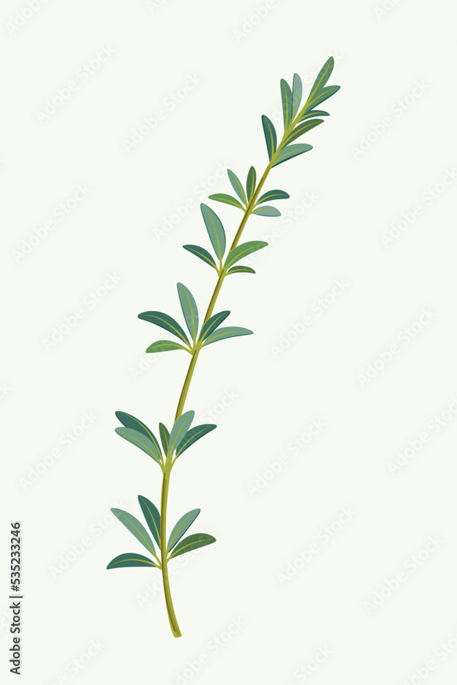 Naklejka premium Branch of rosemary. Flat vector colorful illustration.