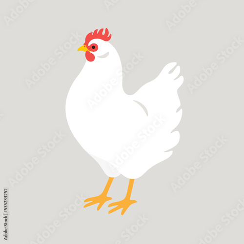 Poultry farm bird. Illustration of white Chicken isolated on white background.