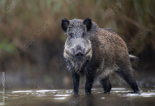 Photography Wild boar close up ( Sus scrofa )
