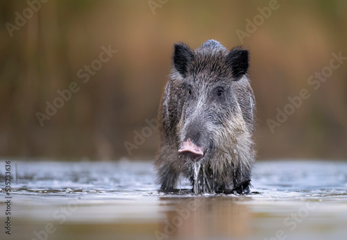 Photo Wild boar close up ( Sus scrofa )