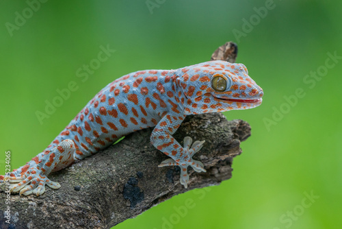 Wallpaper Mural tokay gecko (gekko gecko) crawling on a branch with green bokeh background	 Torontodigital.ca