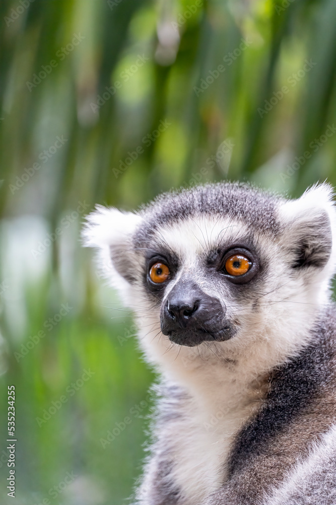 Obraz premium ring tailed lemur, sitting observing its environment, hairy animal, cousin of the monkey or apes