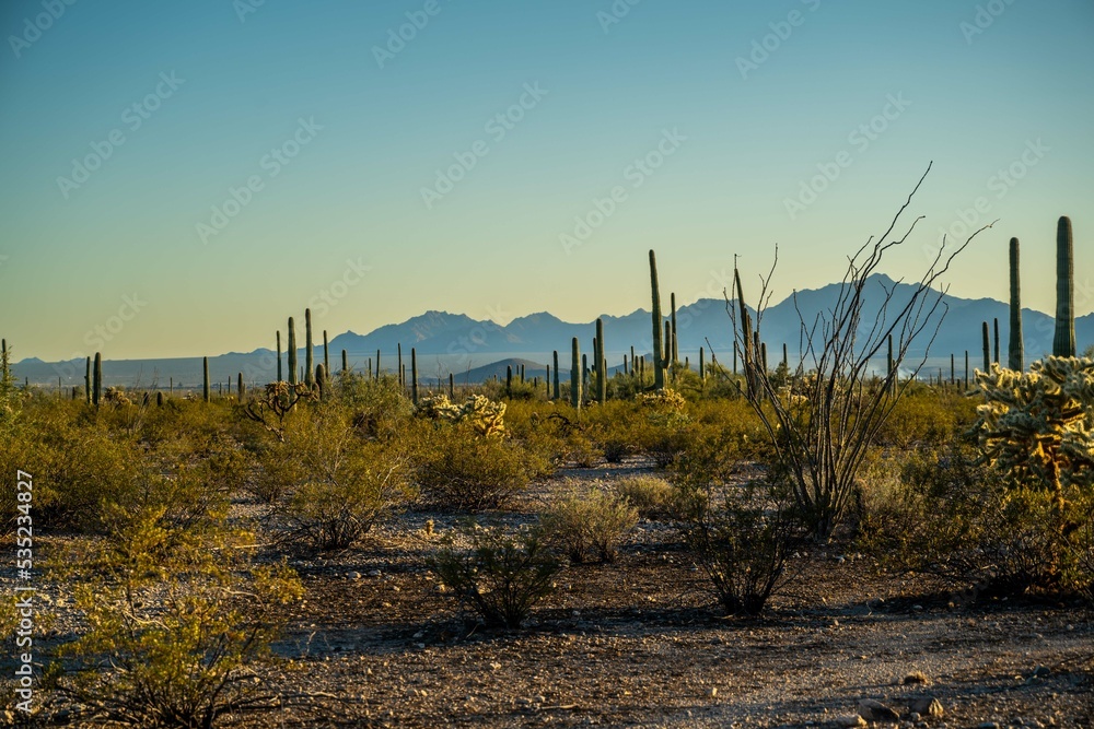 An overlooking view of Organ Pipe Cactus NM, Arizona An overlooking view of Organ Pipe Cactus NM, Arizona