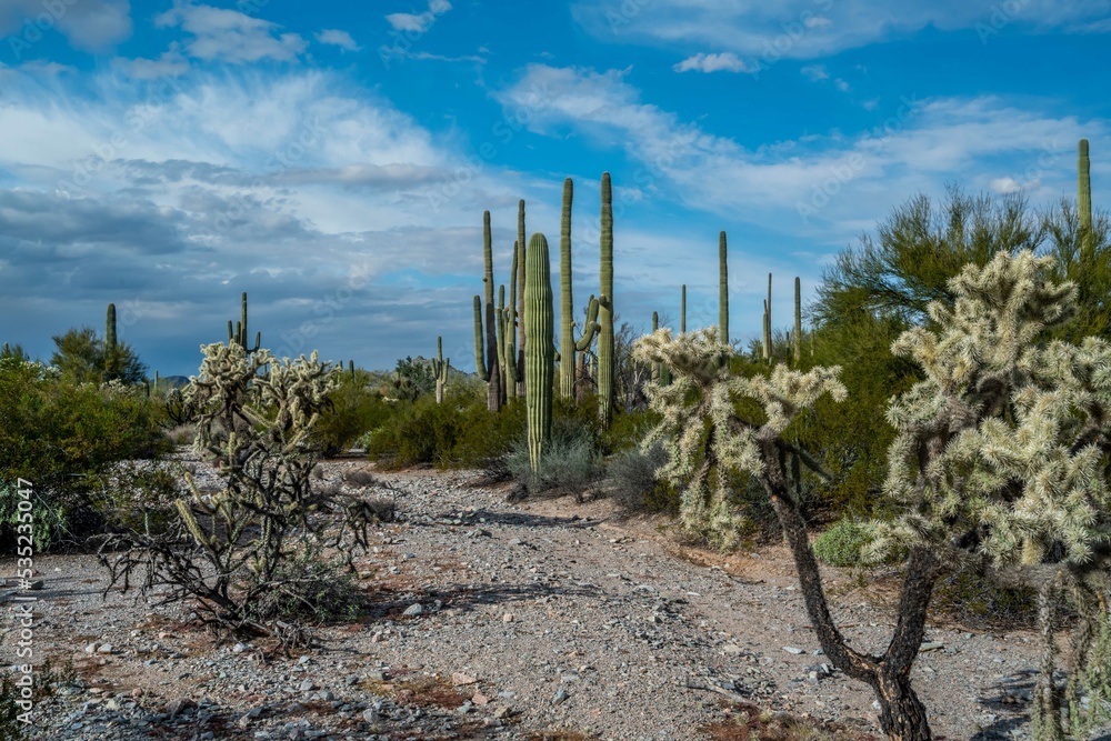 An overlooking view of Organ Pipe Cactus NM, Arizona An overlooking view of Organ Pipe Cactus NM, Arizona