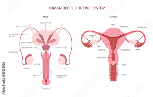 Flat illustration of woman and man reproductive organs with captions for anatomy atlas, book or website.