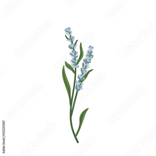 Lavender icon . Fresh cut fragrant botanical element for health and beauty natural products, logo. Herb plant flowers bunch. Hand drawn vector floral illustration isolated on white background