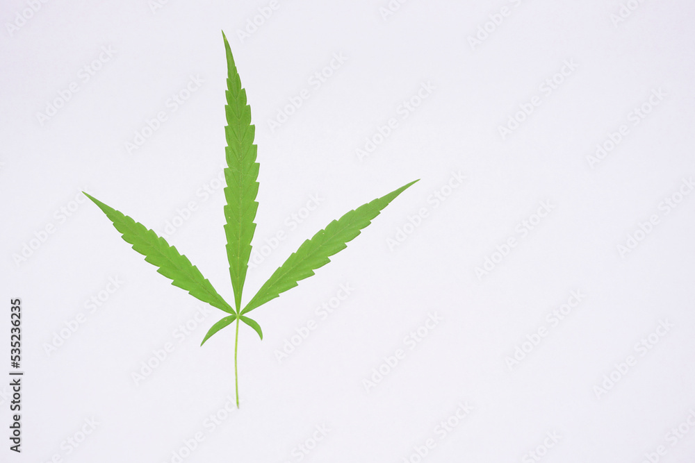 cannabis leaf isolated on white cannabis leaf isolated on white