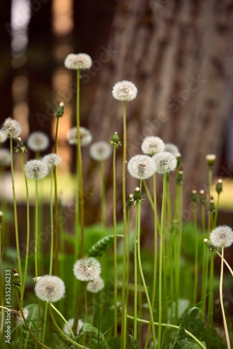 Dandelions on a meadow