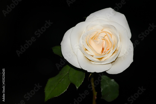 white rose isolated on black background