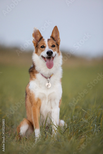 Brown mixed breed dog with tongue out and happy face on the walk