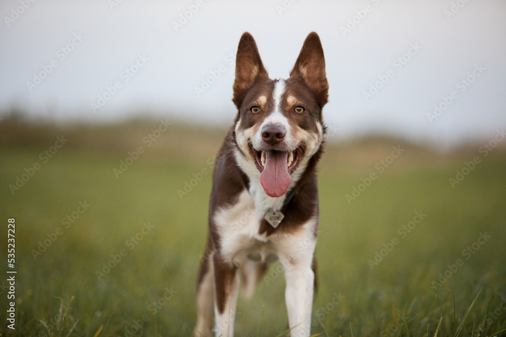 Border Collie dog with tongue out and happy face on the walk