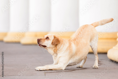 Labrador Retriever dog training. Cute dog. Dog posing. Happy pet