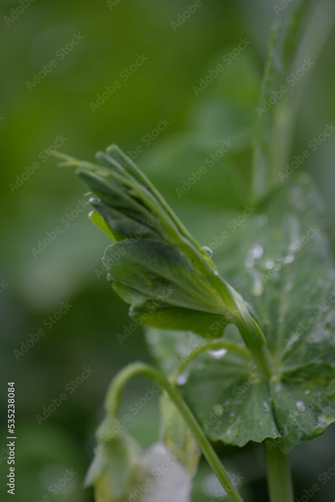 raindrops on a pea leaf, rain, outdoors, leaf, drop, after rain, water, water drop, water reflection, climate, flower petals, brace, drizzle rain, weather, white rose, butterfly peas, light reflection raindrops on a pea leaf, rain, outdoors, leaf, drop, after rain, water, water drop, water reflection, climate, flower petals, brace, drizzle rain, weather, white rose, butterfly peas, light reflection