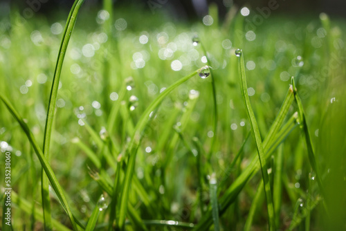 Water dew droplet on grass with beautiful bokeh background
