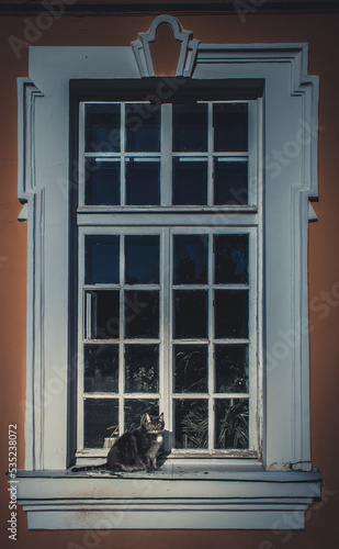 The cat at the window